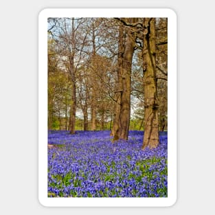 Bluebell Woods Greys Court Oxfordshire England Sticker